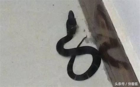 家裡發現蛇